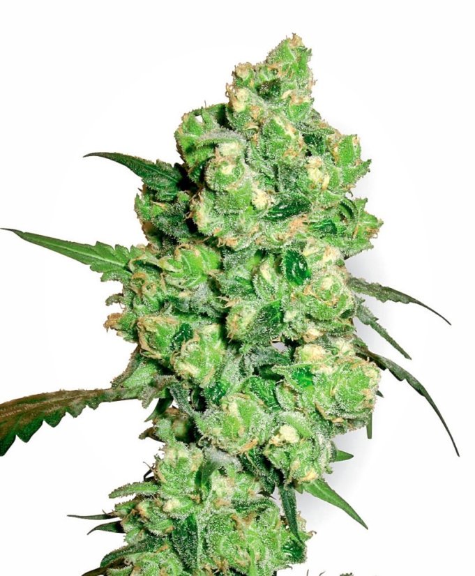 Sensi Seeds Hanfsamen Super Skunk Regular von White Label, 10 Stück