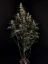 Graines de cannabis Fast Buds Amnesia Haze Auto