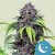 Royal Queen Seeds Żrieragħ tal-Kannabis Purplematic Auto (CBD Għoli)