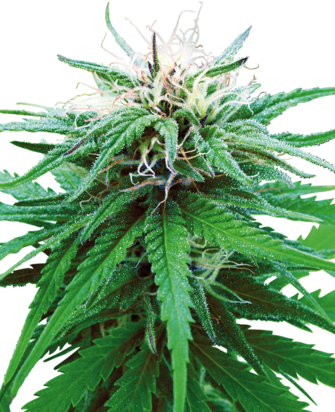 Sensi Seeds Kanapės Ruderalis Indica® Regular, 10 vnt