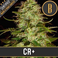 Blimburn Seeds Насіння конопель Cr+ Feminized