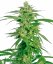 Sensi Seeds Sementes de Cannabis Holland's Hope Regular da White Label, 10 unidades