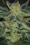 T.H.Seeds™ Cannabis Seeds Skunk XXX, ulike pakker, vanlig