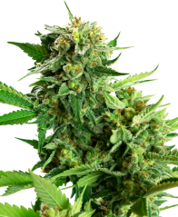 Sensi Seeds Cannabis Seeds Blackberry Cake Feminized, 3-10 бр.