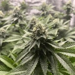 Blimburn Seeds Żerriegħa tal-Cannabis Girl Scout Cookies Auto