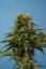 T.H.Seeds™ Cannabis Zaden Wrak, diverse verpakkingen, regulier