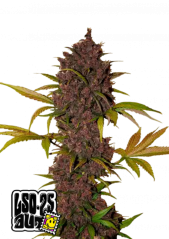 Graines de cannabis Fast Buds LSD-25 Auto
