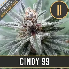 Blimburn Seeds Kanapių sėklos Cindy 99 Moteriška