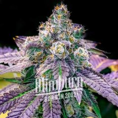 Blimburn Seeds Σπόροι Κάνναβης Φρουτώδη Βότσαλα Θηλυκοποιημένα