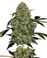 Sensi Seeds Cannabis Seeds OG Kush Automatic Feminized by White Label, 3-10 st