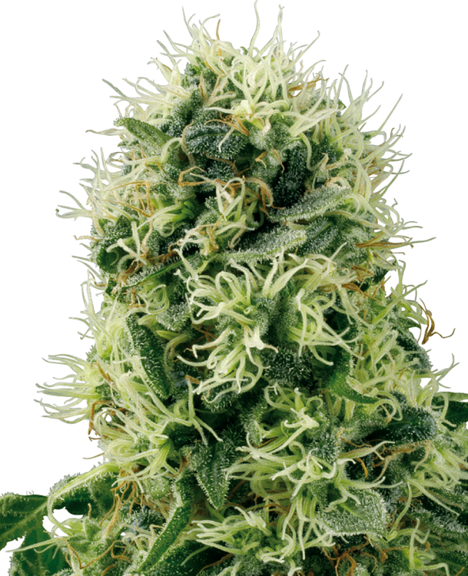 Sensi Seeds Semillas de cannabis Pure Power Plant Feminizadas de White Label, 3-10 uds.