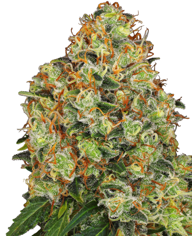 Sensi Seeds Hạt giống cần sa Sweet Tangerine Tango Automatic Feminized của White Label, 3-10 hạt