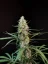 Fast Buds Cannabis Seeds Jack Herer Auto