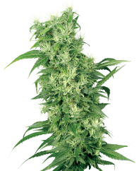 Sensi Seeds Cannabis Seeds Female Mix Feminized by White Label, 5-10 pcs