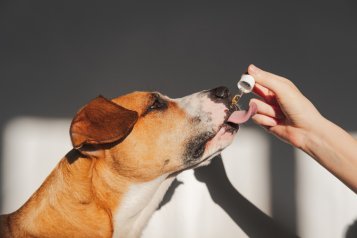 Olej CBD dla psów chorych na raka