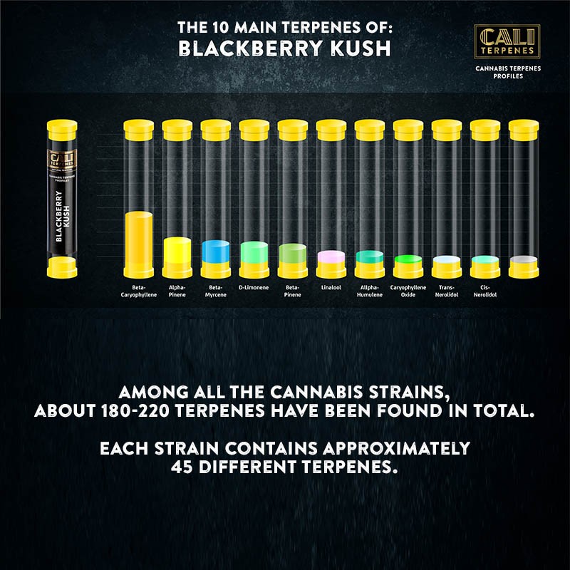 Cali Terpenes - BLACKBERRY KUSH, 1 ml