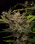 Fast Buds Cannabis Seeds Ztrawberriez Auto