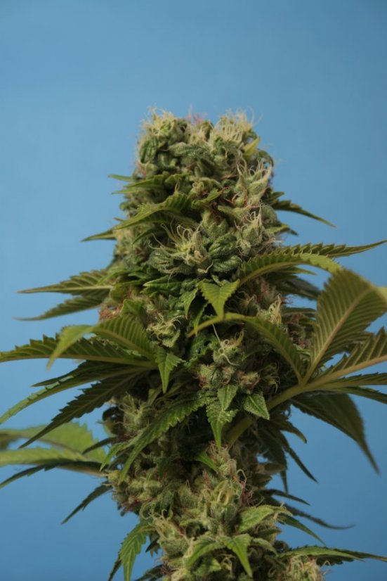 T.H.Seeds™ Semillas de cannabis Wreckage, varios paquetes, regular