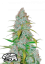 Fast Buds Żerriegħa tal-Kannabis Californian Snow Auto