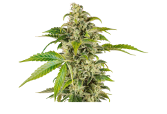 Sensi Seeds Cannabis Seeds Sweet & Sour Cream Automatic Feminized, 3-10 vnt.