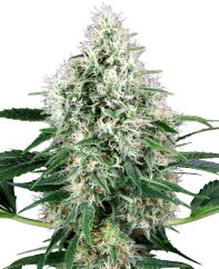 Sensi Seeds Cannabis Seeds Pure Power Plant Automatic Feminized by White Label, 3-10 ks