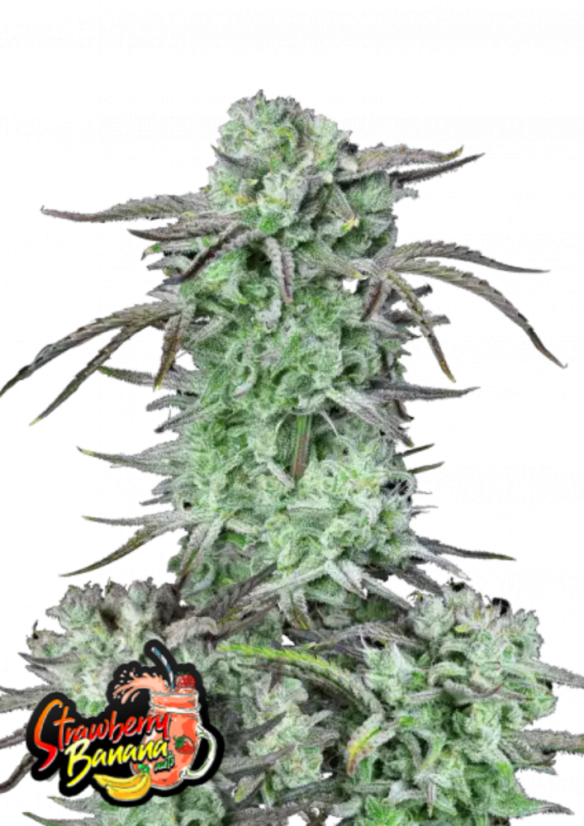 Fast Buds Cannabis Seeds Strawberry Banana Auto