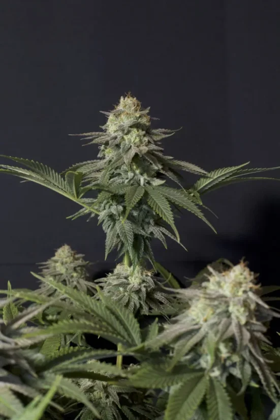 Fast Buds Cannabis Seeds Orange Sherbet FF