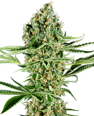 Sensi Seeds Hạt giống cần sa Critical Runtz Feminized, 3-10 hạt