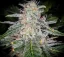 Fast Buds Cannabis Seeds Blue Dream Auto