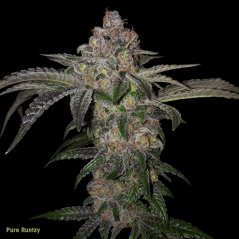 T.H.Seeds™ Cannabis Seeds Pure Runtzy, olika förpackningar, feminiserade