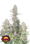 Fast Buds Cannabis Seeds Tropicana sausainiai Auto