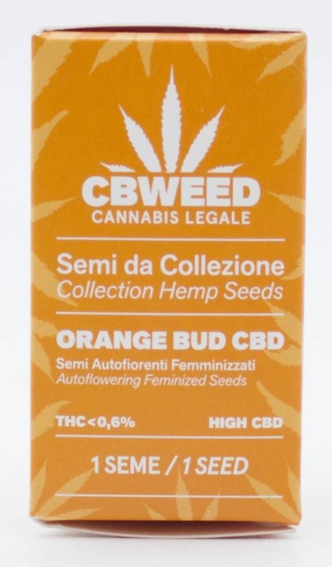 Cbweed Auto Orange Bud CBD - 1x Auto-înflorire Sămânță feminizată
