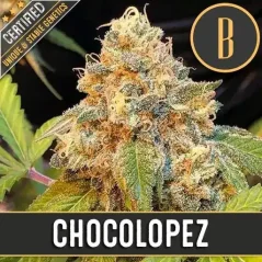 Blimburn Seeds Kanapių sėklos Chocolopez feminized