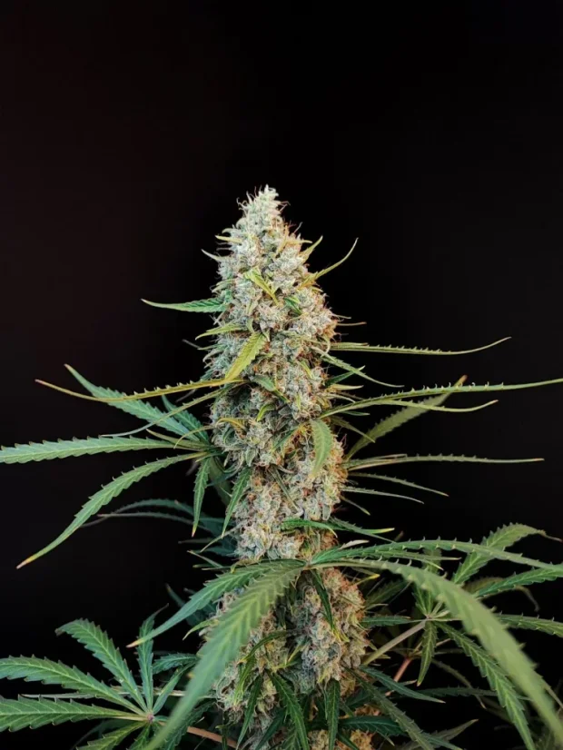 Fast Buds Cannabis Seeds Jack Herer Auto