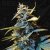 T.H.Seeds™ Cannabis Seeds Auto Northern HOG™, rôzne balenia, feminizované