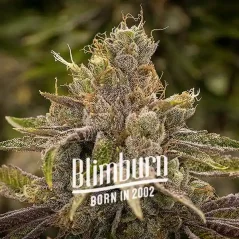 Blimburn Seeds Насіння коноплі Permanent Marker Feminized