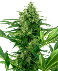 Sensi Seeds Semi di Cannabis Banana Frosting Femminizzati, 3-10 pz