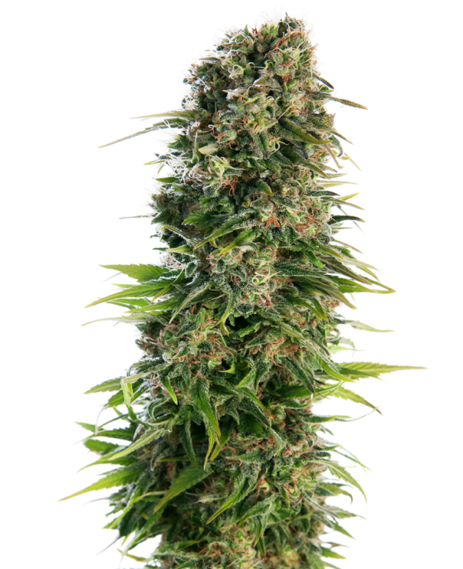 Sensi Seeds Cannabiszaden Hindu Kush Automatic® Gefeminiseerd, 3-10 stuks