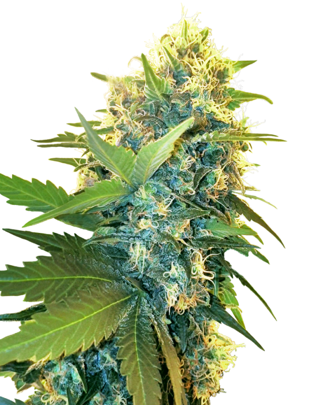 Sensi Seeds Hanfsamen Double Kush Cake Feminisiert, 3-10 Stk