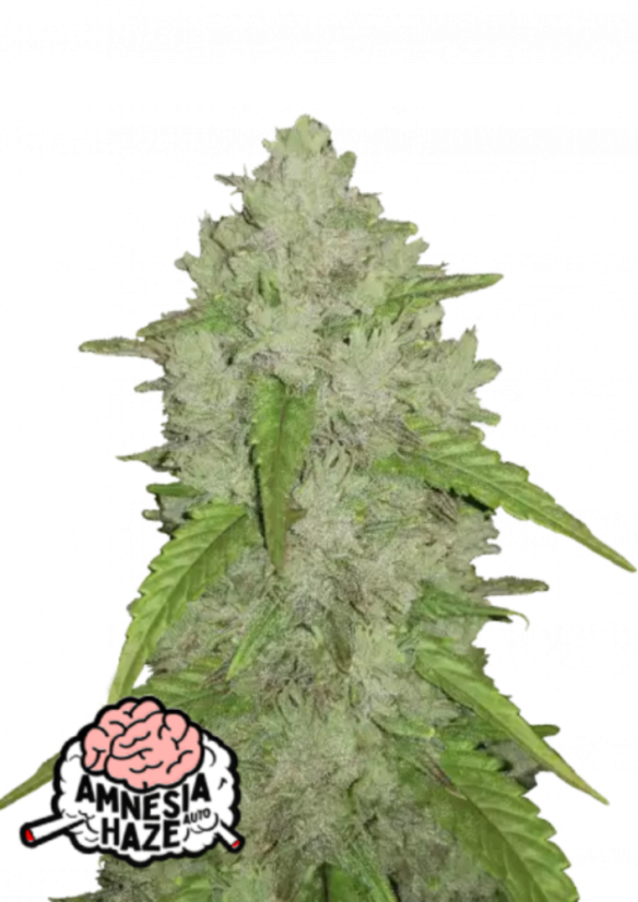 Graines de cannabis Fast Buds Amnesia Haze Auto