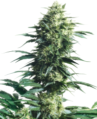 Sensi Seeds Cannabis Seeds Mother's Finest® Regular, 10 τεμ.