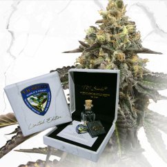 T.H.Seeds™ Cannabis Seeds Limited Regular Edition French Cookies X Birthday Cake X SBC, 11 pack