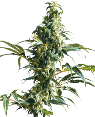 Sensi Seeds Cannabisfrön Mexican Sativa® Feminized, 3-10 st