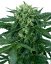 Sensi Seeds Cannabisfrön Sensi Amnesia Automatic Feminized, 3-10 st