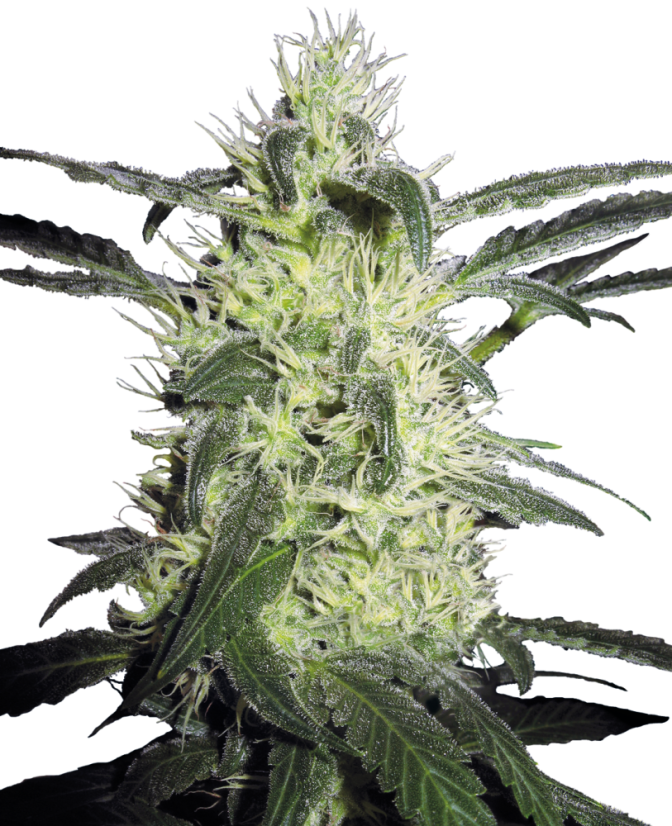 Sensi Seeds კანაფის თესლი Silver Haze® ფემინიზებული, 3-10 ც.