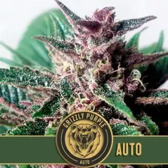 Blimburn Seeds Cannabisfrø Grizzly Lilla Auto