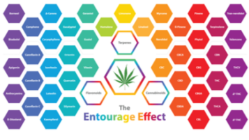 What is the entourage effect in cannabis?