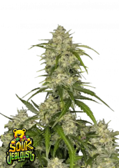Fast Buds Cannabis Seeds Sour Greizsirdība Auto