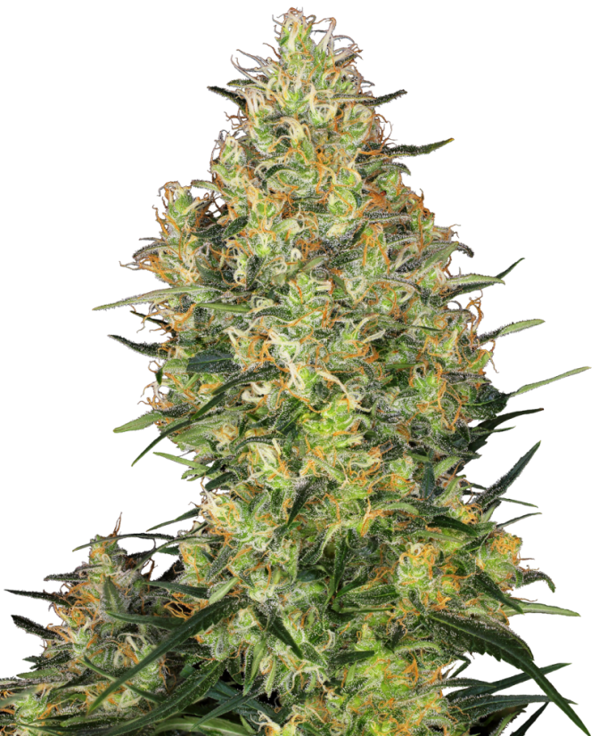 Sensi Seeds Cannabis Shiva Skunk® Regular, 10 st