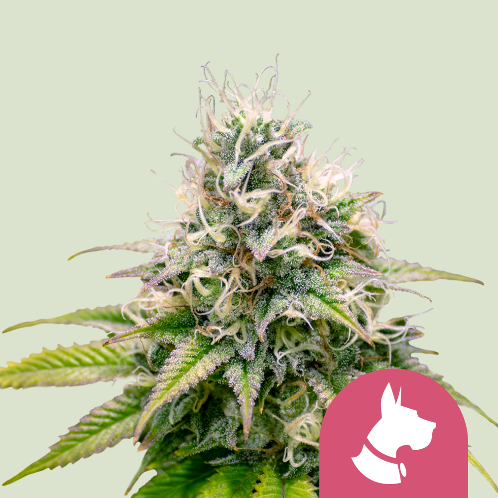 Royal Queen Seeds 大麻種子 カリドッグ 雌化 - 個数: 5個